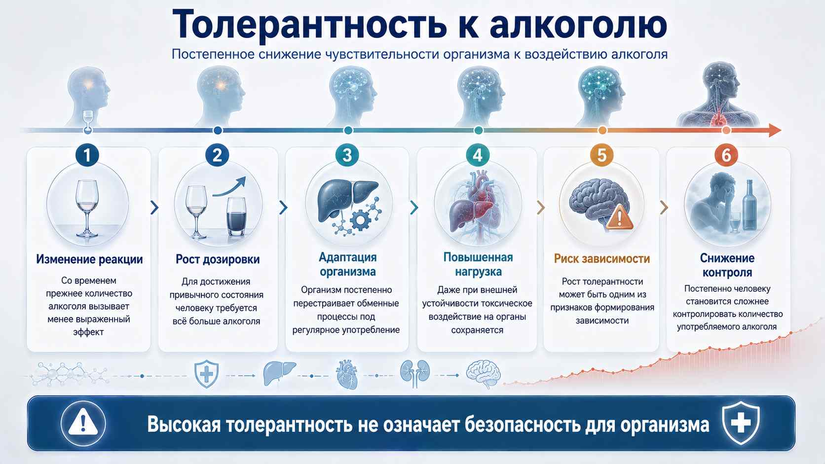 Толерантность к алкоголю — постепенное снижение чувствительности организма к воздействию алкоголя Медицинская инфографика о толерантности к алкоголю: снижение чувствительности организма, рост дозировки, адаптация, риск зависимости и потеря контроля над употреблением